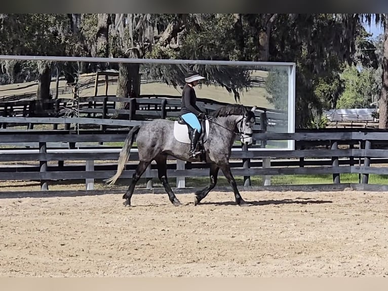 Weitere Warmblüter Mix Wallach 5 Jahre Schimmel in Weirsdale