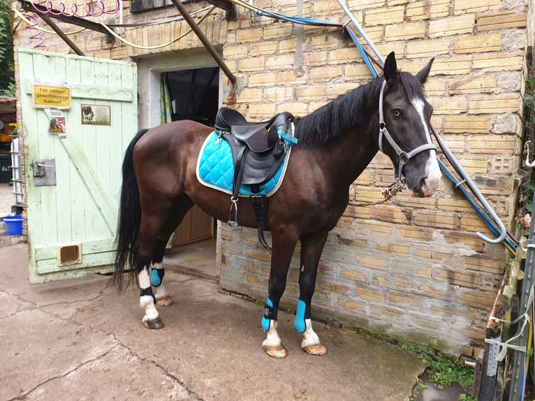 Weitere Warmblüter Wallach 6 Jahre 146 cm Schwarzbrauner in Schönwölkau