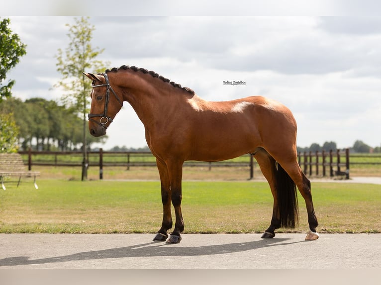 Weitere Warmblüter Wallach 6 Jahre 148 cm Brauner in Oost West en Middelbeers