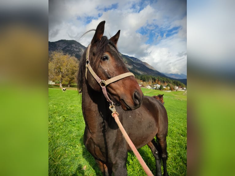 Weitere Warmblüter Wallach 6 Jahre 150 cm Dunkelbrauner in Thaur