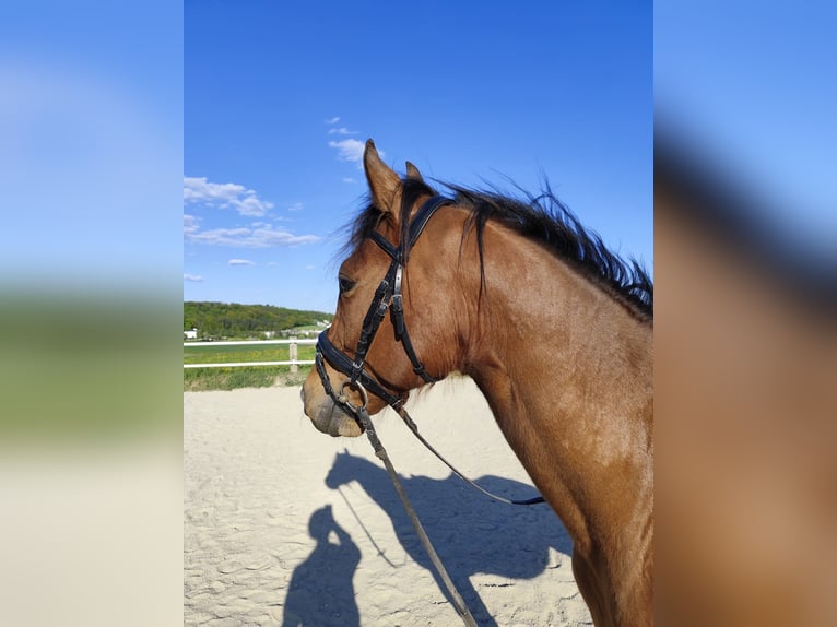 Weitere Warmblüter Wallach 6 Jahre 153 cm Brauner in Kefermarkt