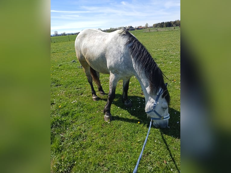 Weitere Warmblüter Wallach 6 Jahre 155 cm Schimmel in Aichach