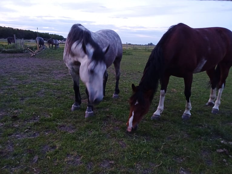 Weitere Warmblüter Wallach 6 Jahre 155 cm Schimmel in Aichach
