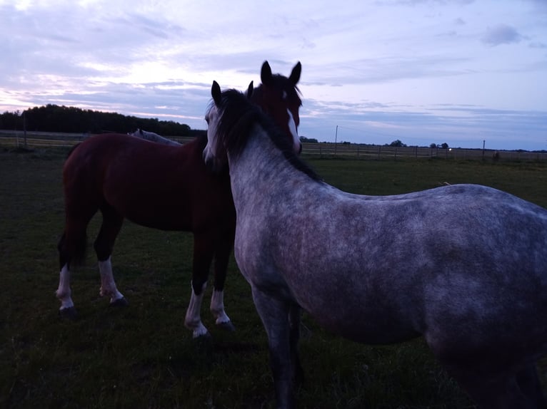 Weitere Warmblüter Wallach 6 Jahre 155 cm Schimmel in Aichach