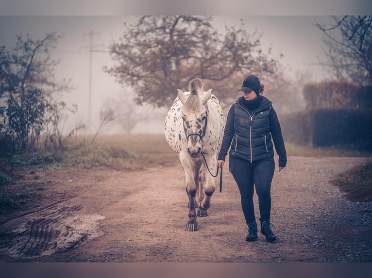Weitere Warmblüter Wallach 6 Jahre 155 cm Tigerschecke in M&#xFC;hlacker