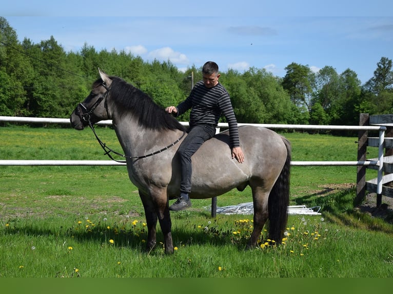 Weitere Warmblüter Mix Wallach 6 Jahre 156 cm Buckskin in Chełmno