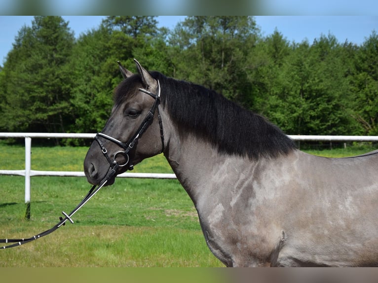 Weitere Warmblüter Mix Wallach 6 Jahre 156 cm Buckskin in Chełmno