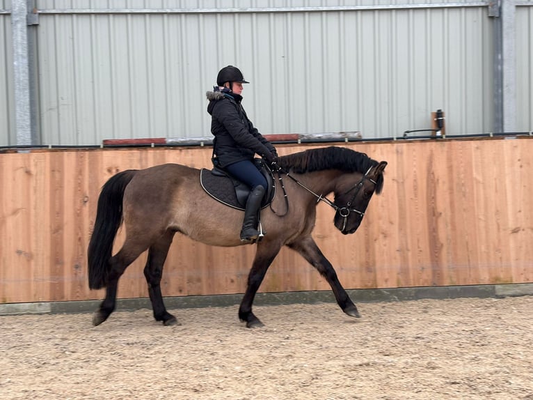 Weitere Warmblüter Wallach 6 Jahre 156 cm Buckskin in Chełmno