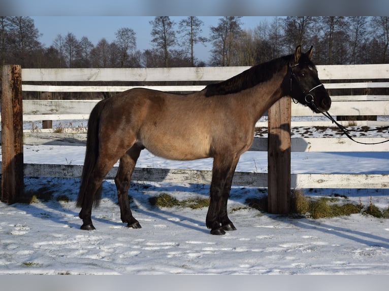 Weitere Warmblüter Wallach 6 Jahre 156 cm Buckskin in Chełmno