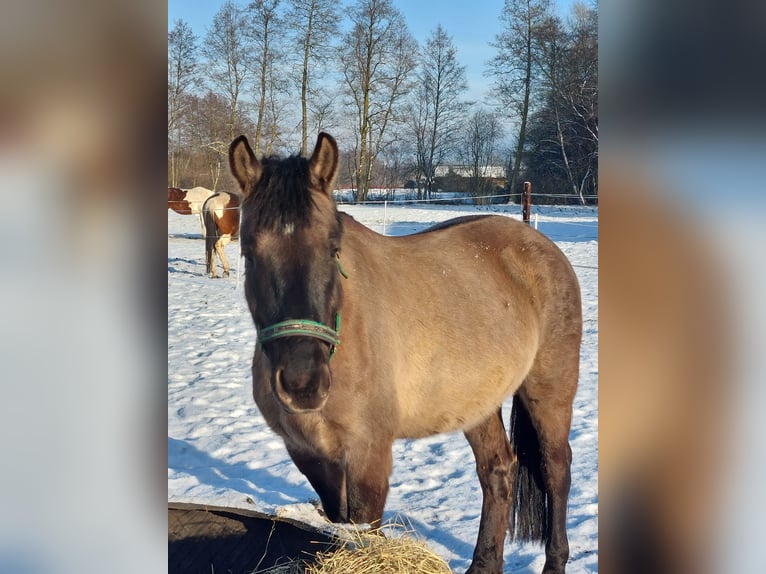 Weitere Warmblüter Mix Wallach 6 Jahre 156 cm Buckskin in Chełmno