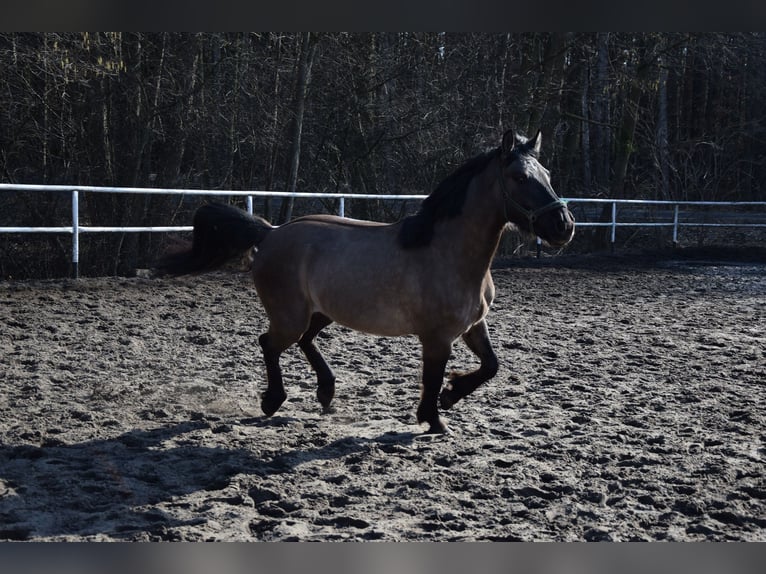 Weitere Warmblüter Wallach 6 Jahre 156 cm Buckskin in Chełmno