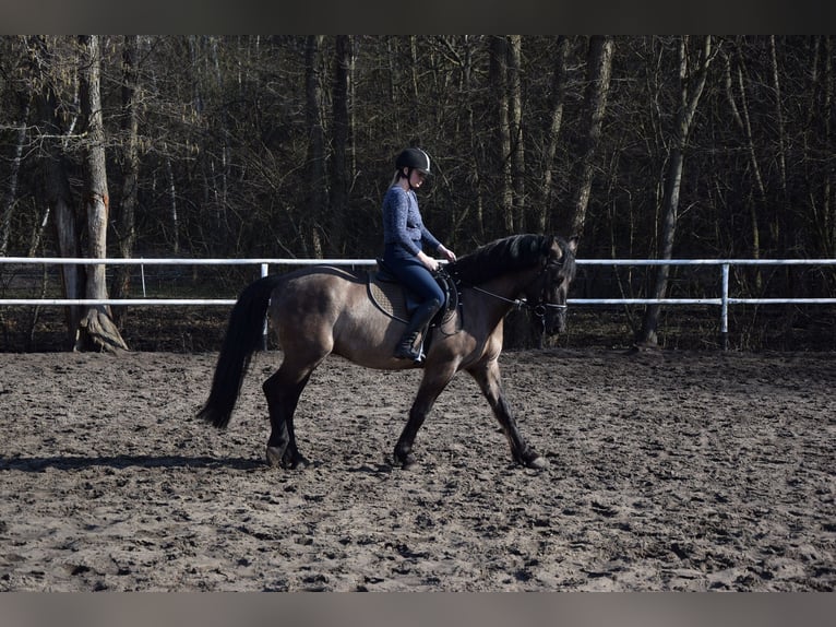 Weitere Warmblüter Wallach 6 Jahre 156 cm Buckskin in Chełmno