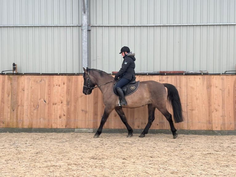 Weitere Warmblüter Wallach 6 Jahre 156 cm Buckskin in Chełmno