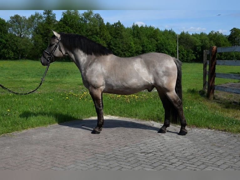 Weitere Warmblüter Wallach 6 Jahre 156 cm Falbe in Chełmno