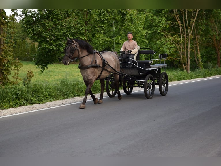 Weitere Warmblüter Wallach 6 Jahre 156 cm Falbe in Chełmno