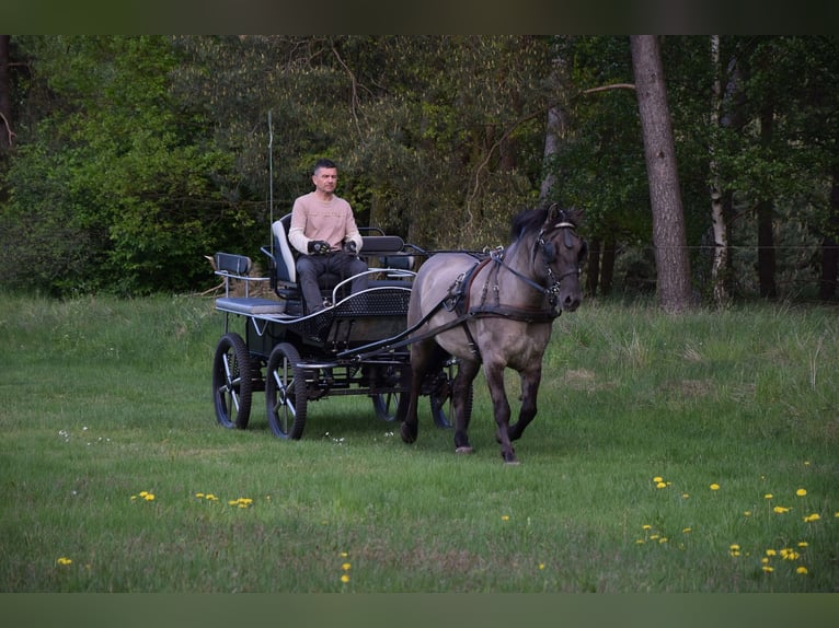 Weitere Warmblüter Wallach 6 Jahre 156 cm Falbe in Chełmno