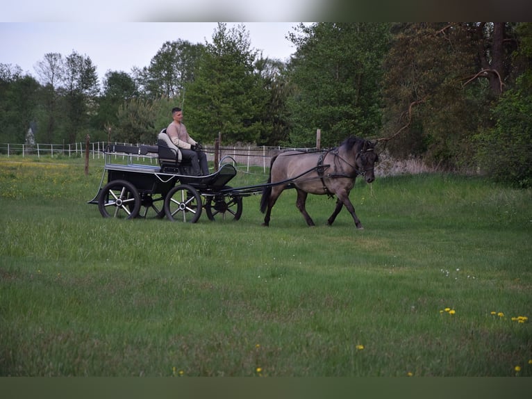 Weitere Warmblüter Mix Wallach 6 Jahre 156 cm Falbe in Chełmno