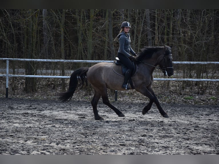 Weitere Warmblüter Wallach 6 Jahre 156 cm Falbe in Chelmno