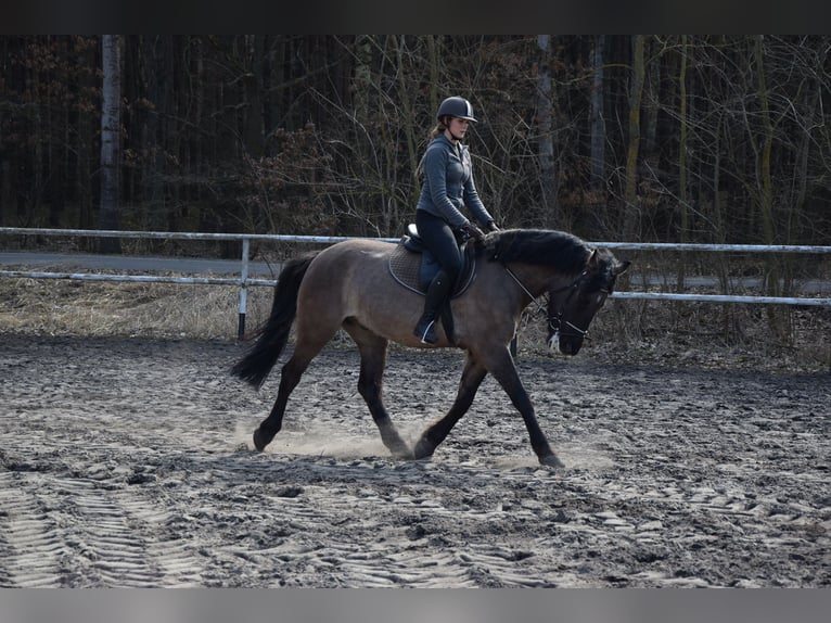 Weitere Warmblüter Wallach 6 Jahre 156 cm Falbe in Chelmno