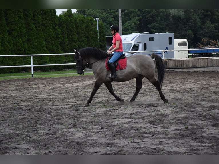 Weitere Warmblüter Mix Wallach 6 Jahre 156 cm Falbe in Chełmno
