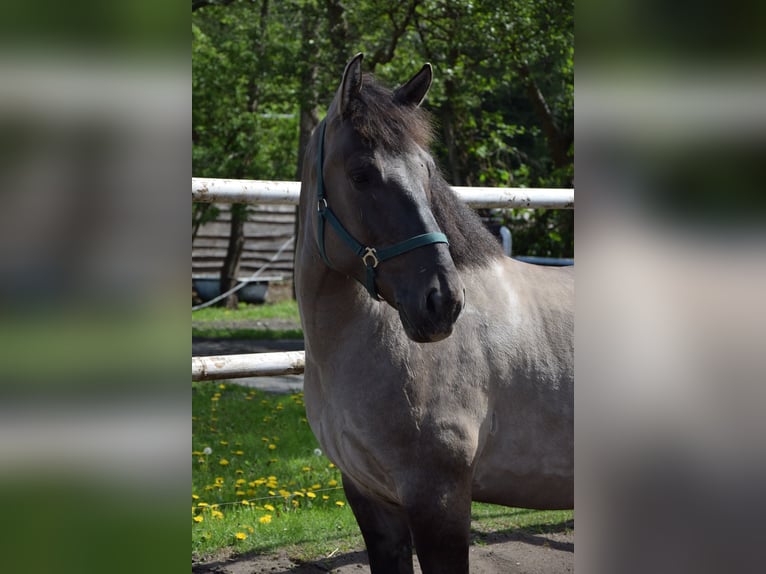 Weitere Warmblüter Mix Wallach 6 Jahre 156 cm Falbe in Chełmno