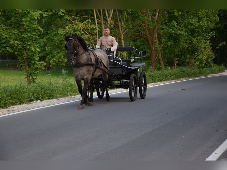 Weitere Warmblüter Mix Wallach 6 Jahre 156 cm Falbe in Chełmno