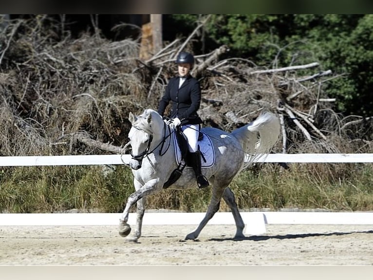 Weitere Warmblüter Wallach 6 Jahre 157 cm Apfelschimmel in Klam