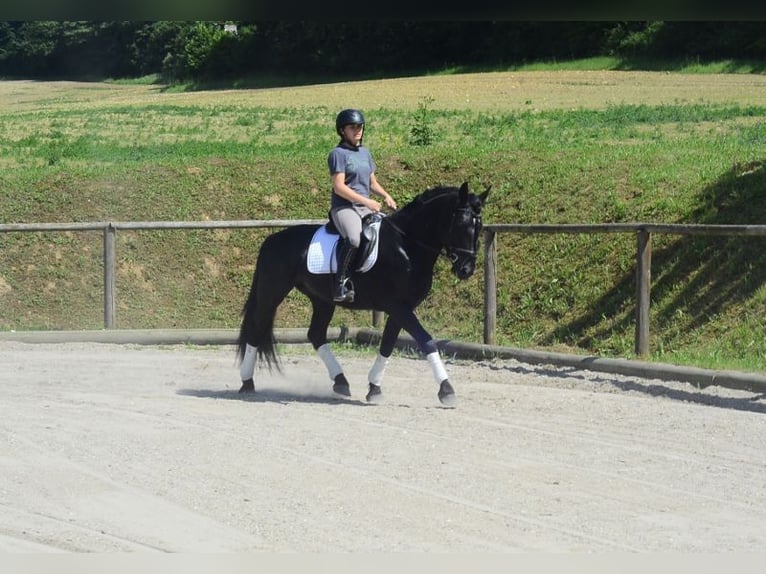Weitere Warmblüter Wallach 6 Jahre 157 cm Rappe in Wellheim