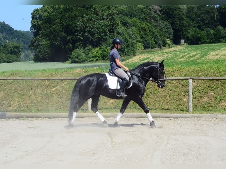 Weitere Warmblüter Wallach 6 Jahre 157 cm Rappe in Wellheim