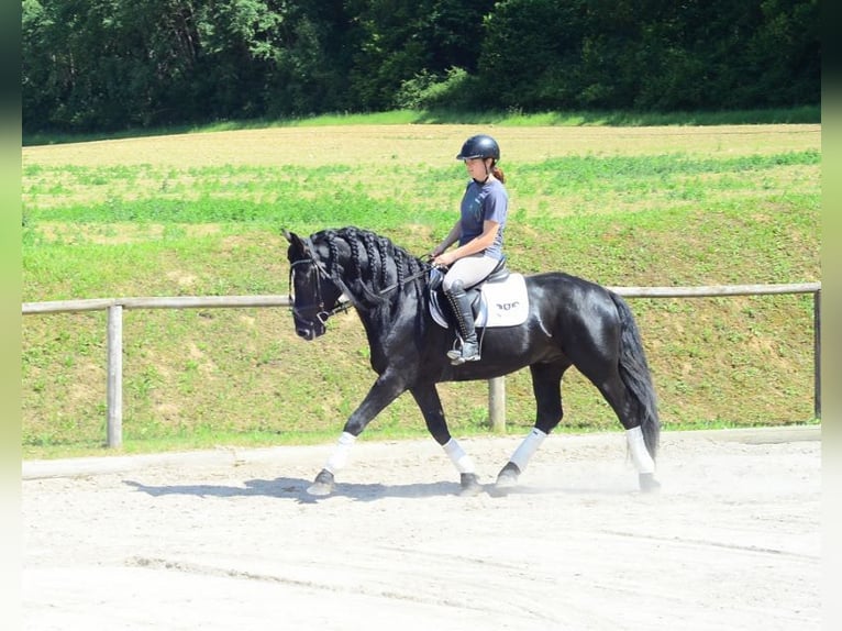 Weitere Warmblüter Wallach 6 Jahre 157 cm Rappe in Wellheim