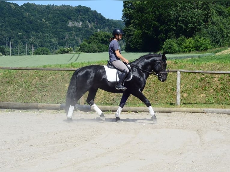 Weitere Warmblüter Wallach 6 Jahre 157 cm Rappe in Wellheim