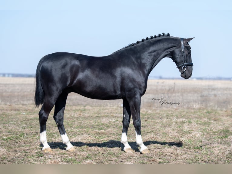 Weitere Warmblüter Wallach 6 Jahre 157 cm Rappe in Fairbank IA