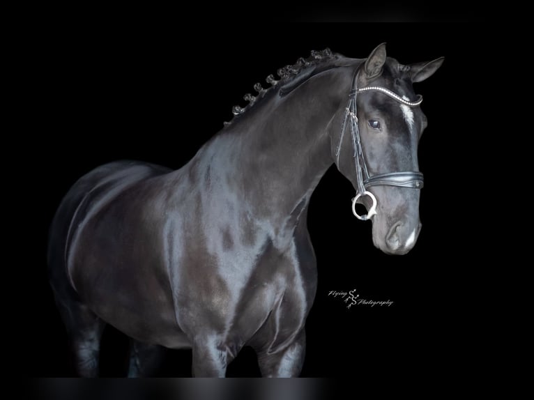 Weitere Warmblüter Wallach 6 Jahre 157 cm Rappe in Fairbank IA