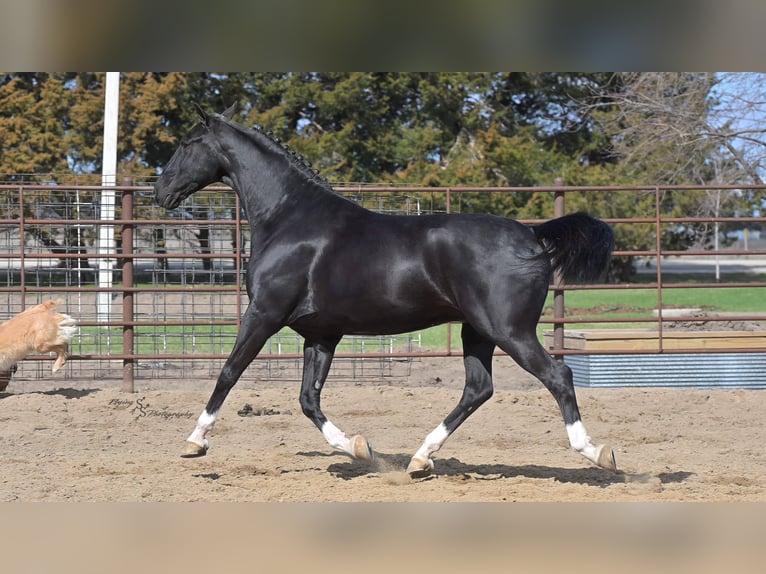Weitere Warmblüter Wallach 6 Jahre 157 cm Rappe in Fairbank IA