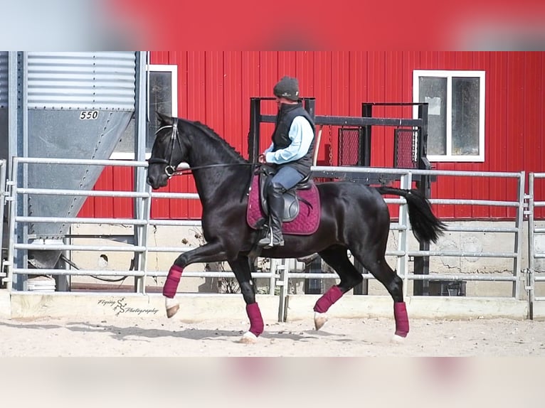 Weitere Warmblüter Wallach 6 Jahre 157 cm Rappe in Fairbank IA