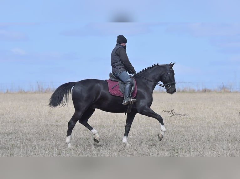Weitere Warmblüter Wallach 6 Jahre 157 cm Rappe in Fairbank IA