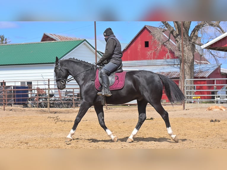 Weitere Warmblüter Wallach 6 Jahre 157 cm Rappe in Fairbank IA