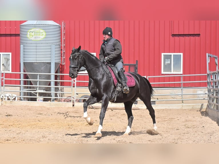 Weitere Warmblüter Wallach 6 Jahre 157 cm Rappe in Fairbank IA