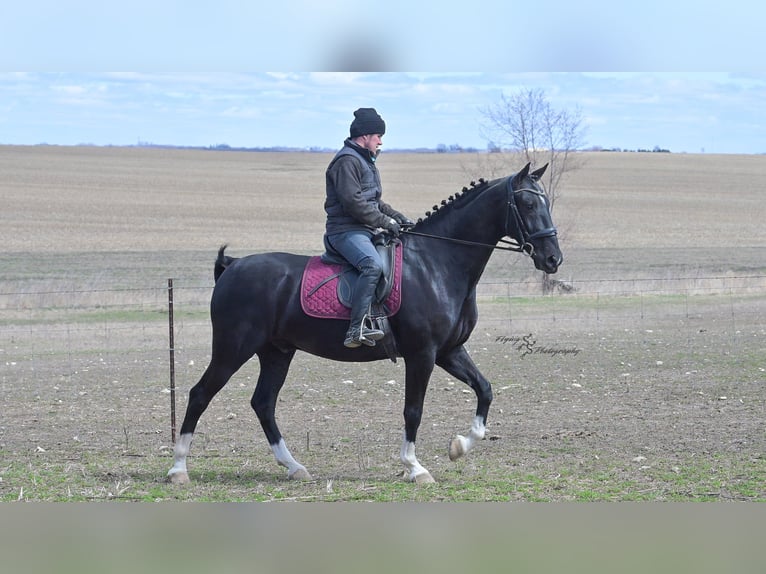 Weitere Warmblüter Wallach 6 Jahre 157 cm Rappe in Fairbank IA