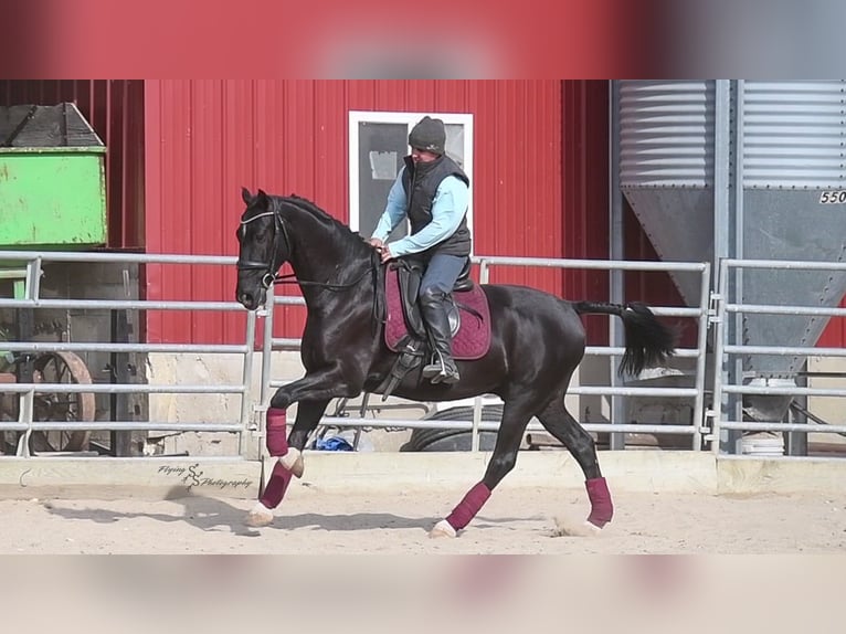 Weitere Warmblüter Wallach 6 Jahre 157 cm Rappe in Fairbank IA