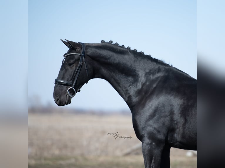Weitere Warmblüter Wallach 6 Jahre 157 cm Rappe in Fairbank IA