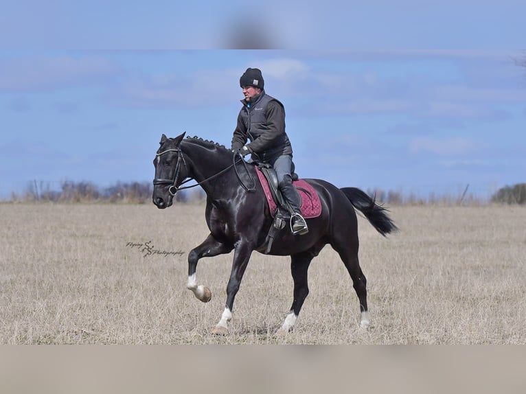 Weitere Warmblüter Wallach 6 Jahre 157 cm Rappe in Fairbank IA
