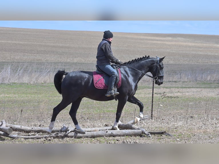 Weitere Warmblüter Wallach 6 Jahre 157 cm Rappe in Fairbank IA