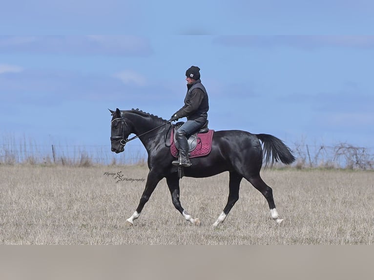 Weitere Warmblüter Wallach 6 Jahre 157 cm Rappe in Fairbank IA