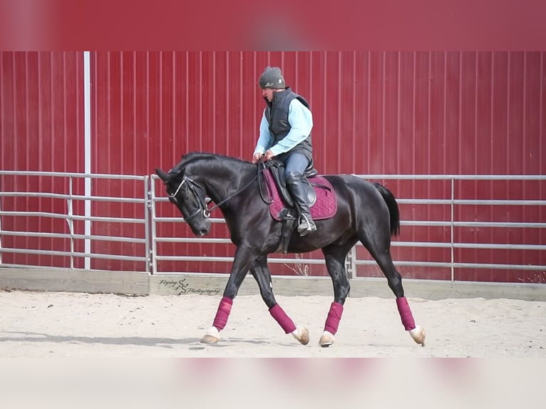 Weitere Warmblüter Wallach 6 Jahre 157 cm Rappe in Fairbank IA