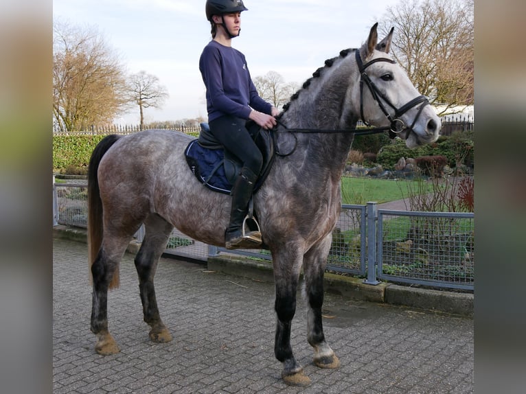 Weitere Warmblüter Wallach 6 Jahre 158 cm Apfelschimmel in Dorsten