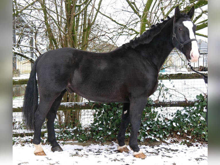 Weitere Warmblüter Mix Wallach 6 Jahre 158 cm Rappe in Dorsten