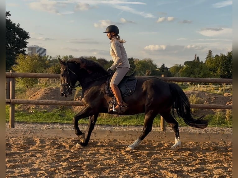 Weitere Warmblüter Wallach 6 Jahre 158 cm Rappe in München