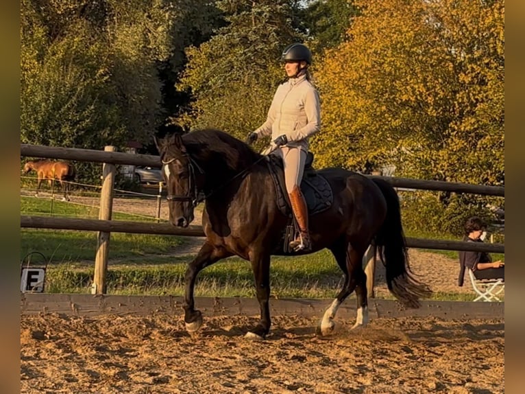 Weitere Warmblüter Wallach 6 Jahre 158 cm Rappe in München