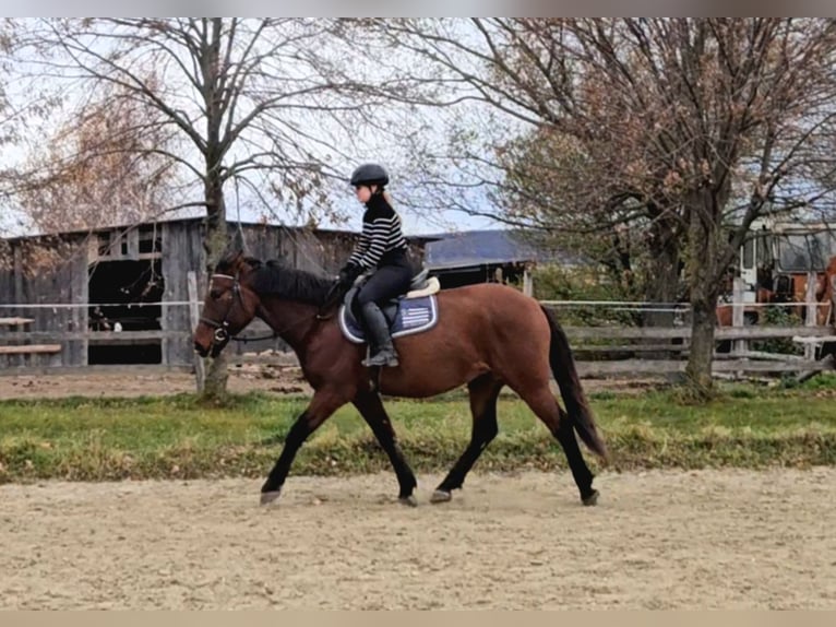 Weitere Warmblüter Wallach 6 Jahre 159 cm Brauner in Schattendorf